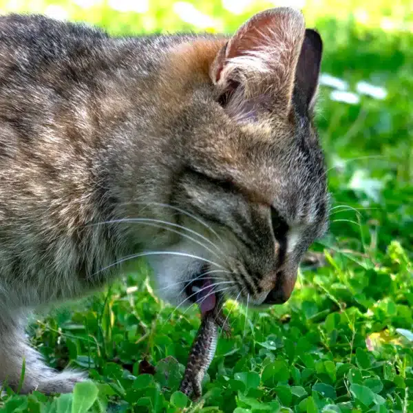 gatos fauna protegida