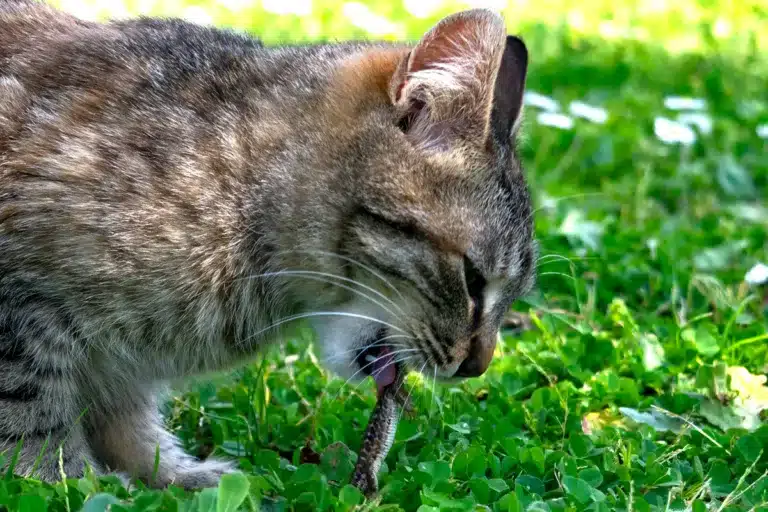 gatos fauna protegida