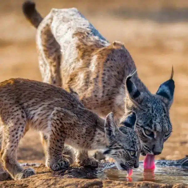 linces balsa charca agua