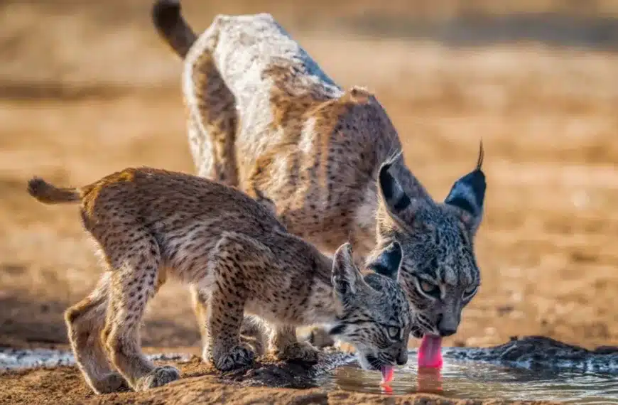 linces balsa charca agua