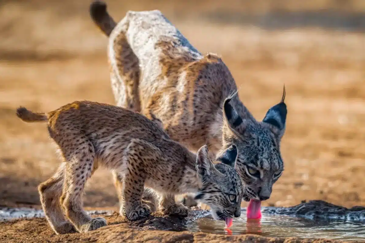 linces balsa charca agua