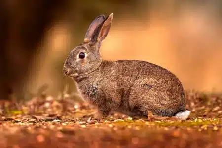 Oryctolagus algirus