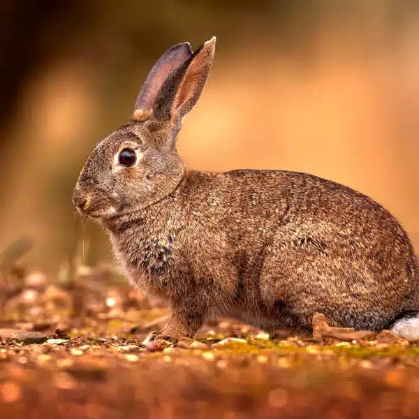 Oryctolagus algirus