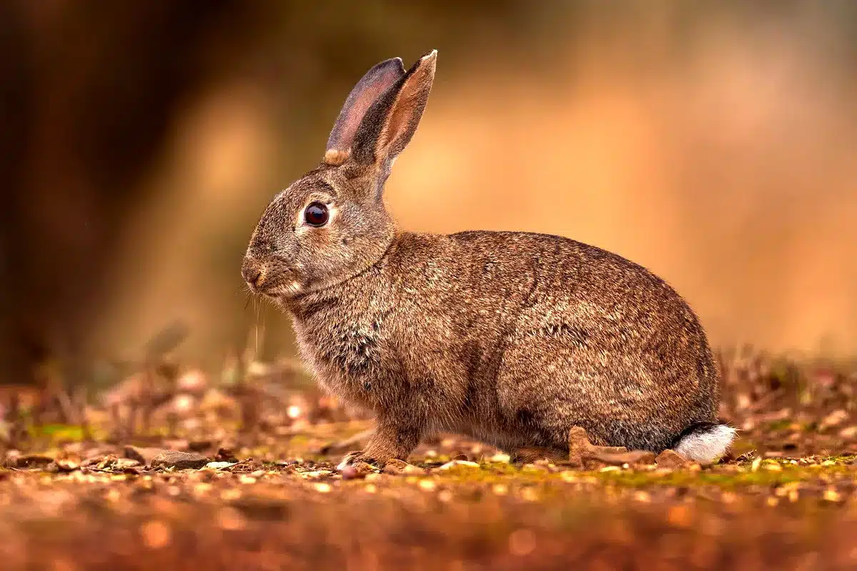 Oryctolagus algirus