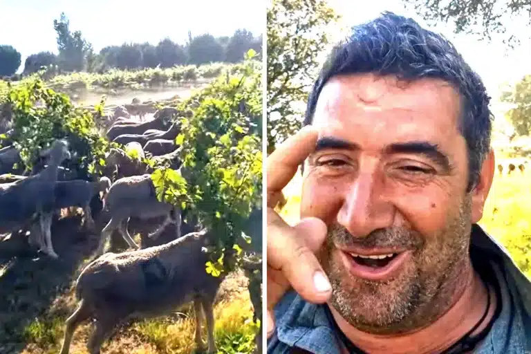 ovejas El Autóctono cañada real