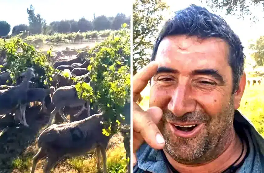 ovejas El Autóctono cañada real