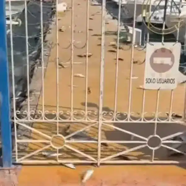 peces Almería