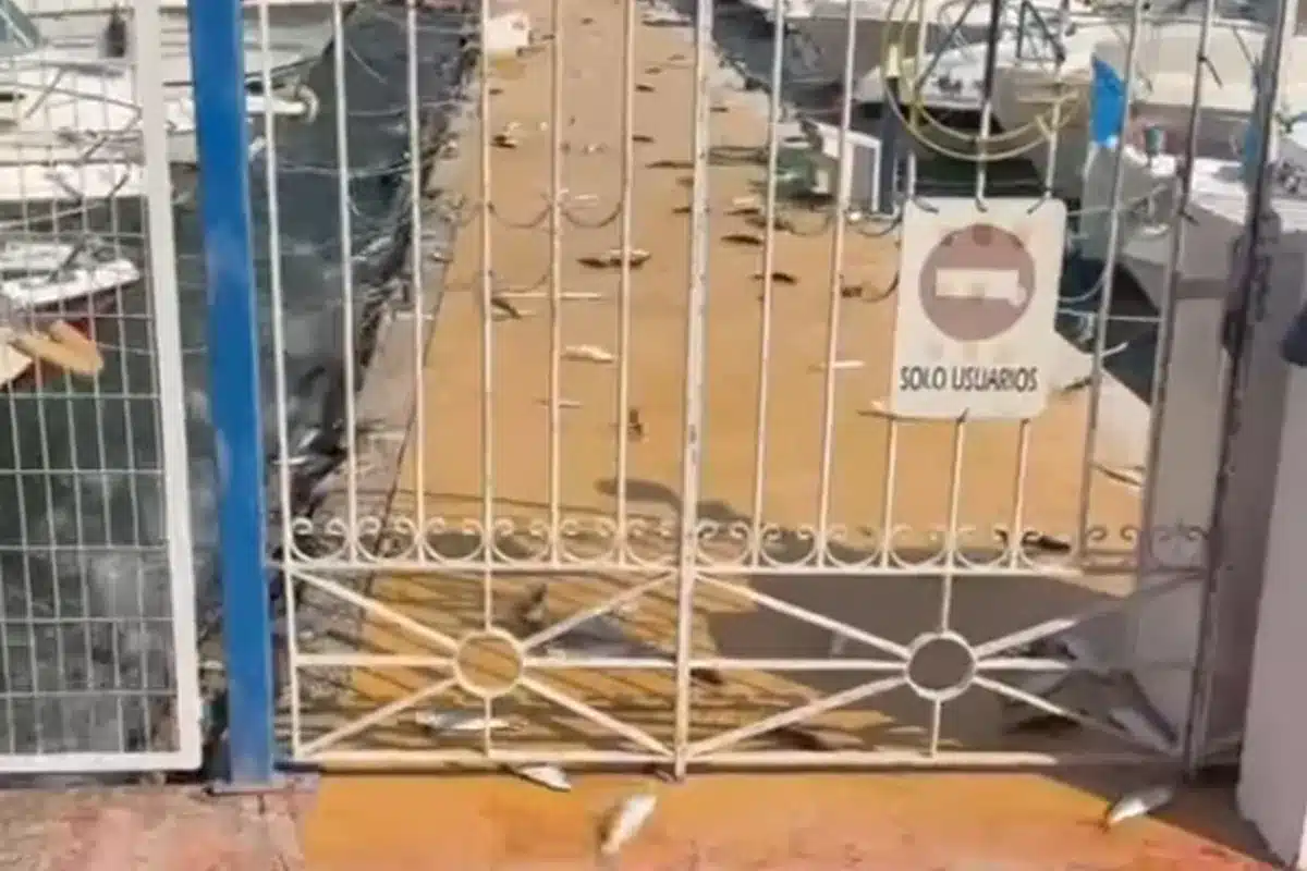 peces Almería