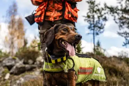 Perro de caza en una batida de jabalí.