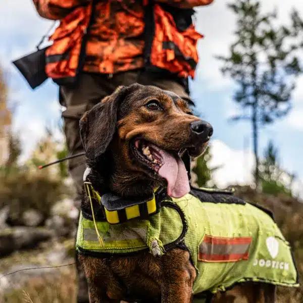 Perro de caza en una batida de jabalí.