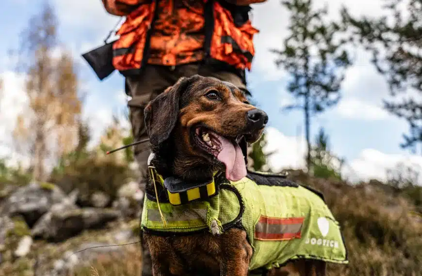 Perro de caza en una batida de jabalí.