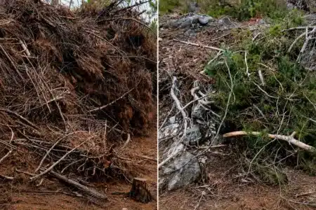 Un guarda rural muestra el motivo por el que se producen los incendios en el campo español: «Esto es cambio climático»