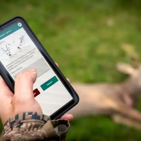 Cazador precintando digitalmente un corzo en Castilla y León.
