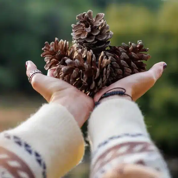 pueden cogerse piñas o leña del monte