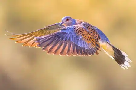 Tórtola europea.