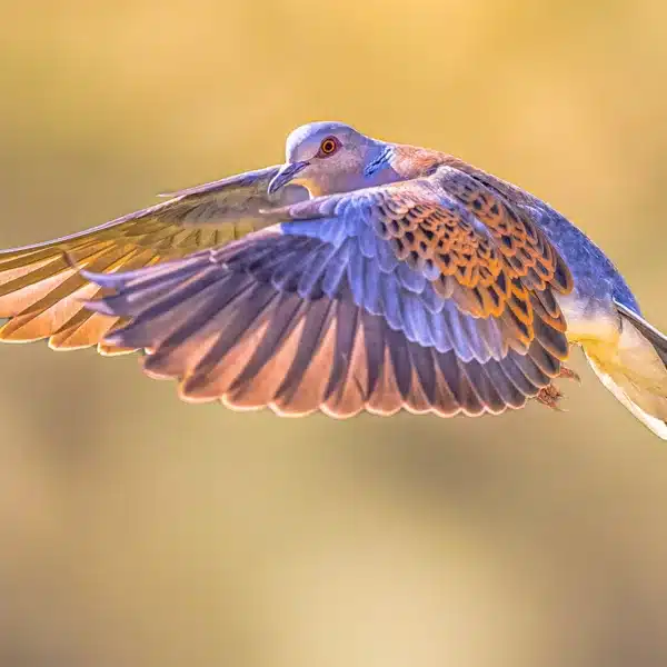 Tórtola europea.