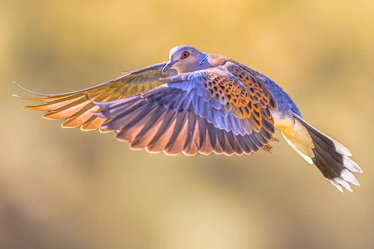 Tórtola europea.