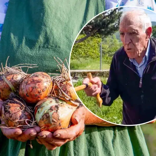 El abuelo Pablo y un manojo de cebollas.