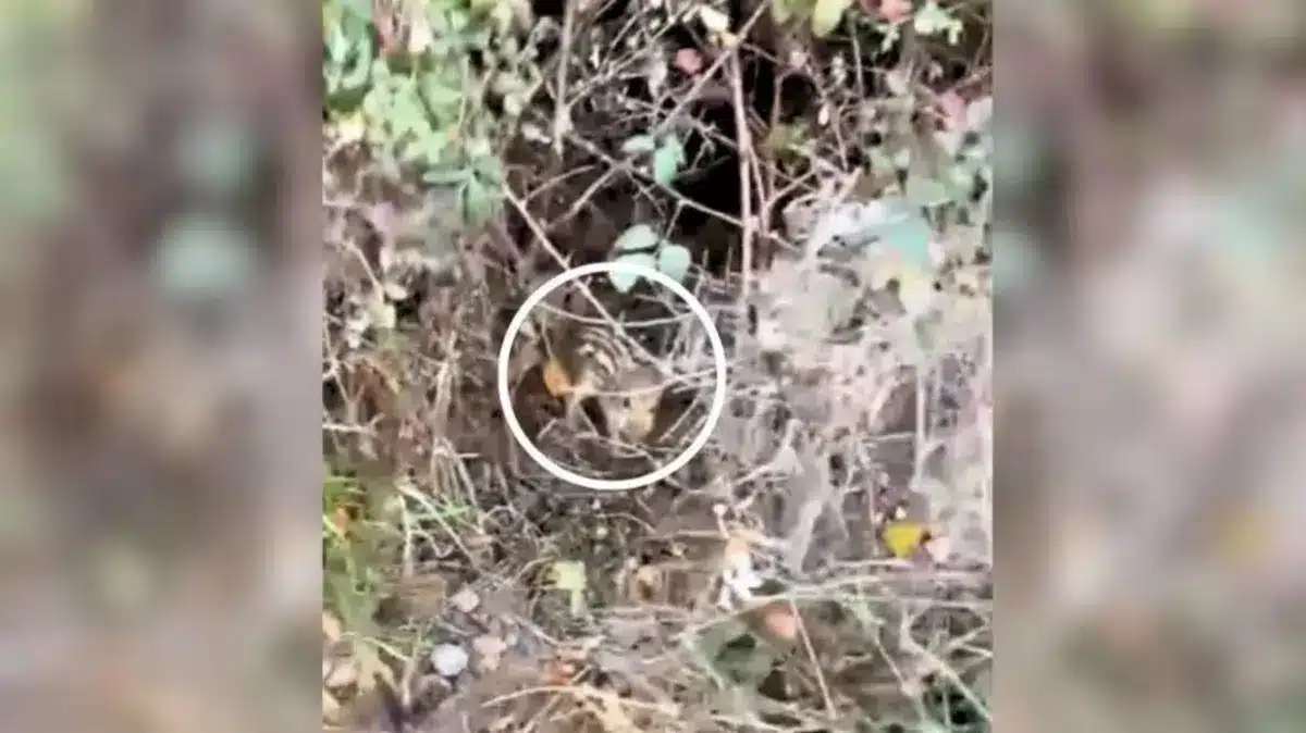 Una imagen del zarzal. © TikTok
