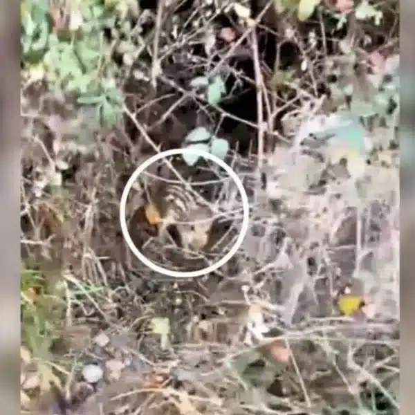 Una imagen del zarzal. © TikTok