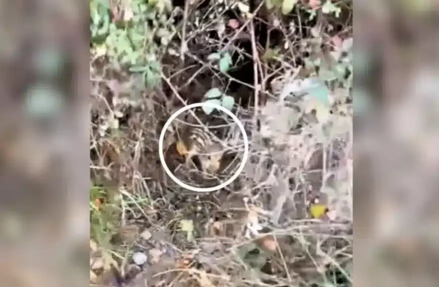Una imagen del zarzal. © TikTok
