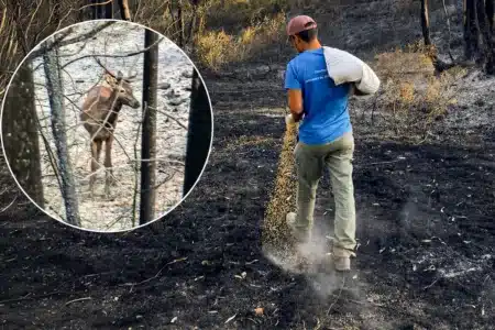 Un cazador hecha maíz sobre el suelo quemado de los montes de Niebla