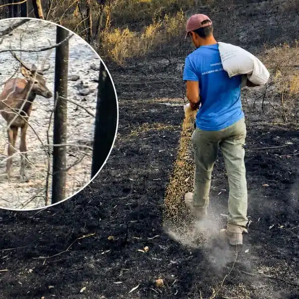 Un cazador hecha maíz sobre el suelo quemado de los montes de Niebla