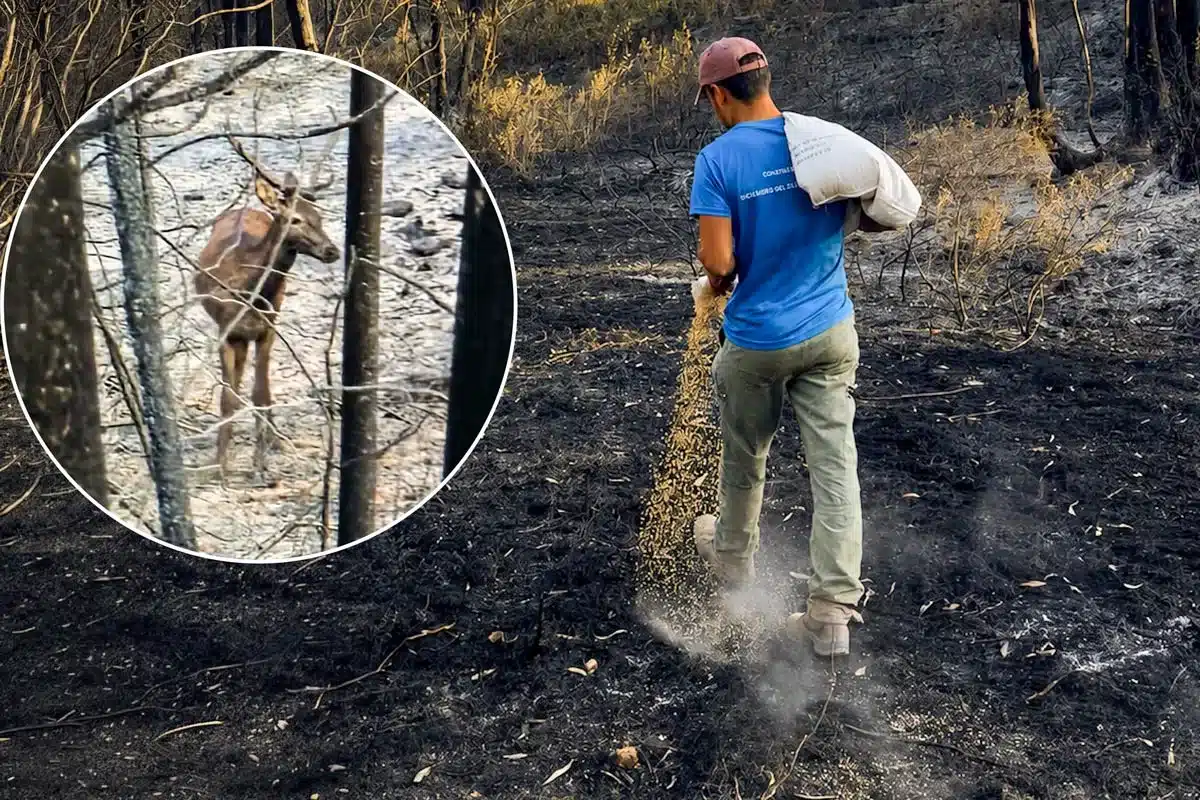 Un cazador hecha maíz sobre el suelo quemado de los montes de Niebla
