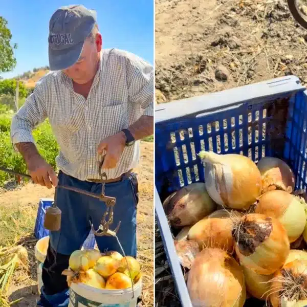 El agricultor pesando las cebollas.