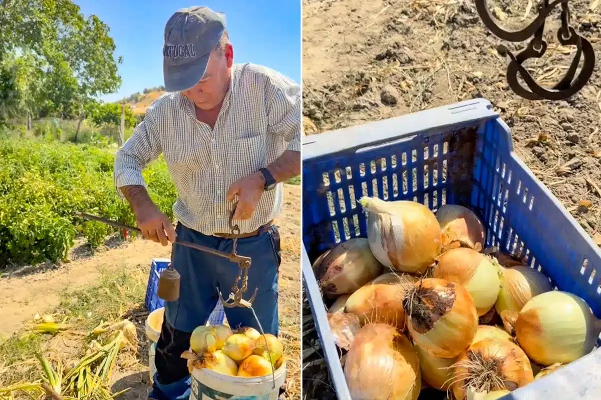 El agricultor pesando las cebollas.