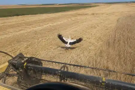 Cigüeñas agricultor