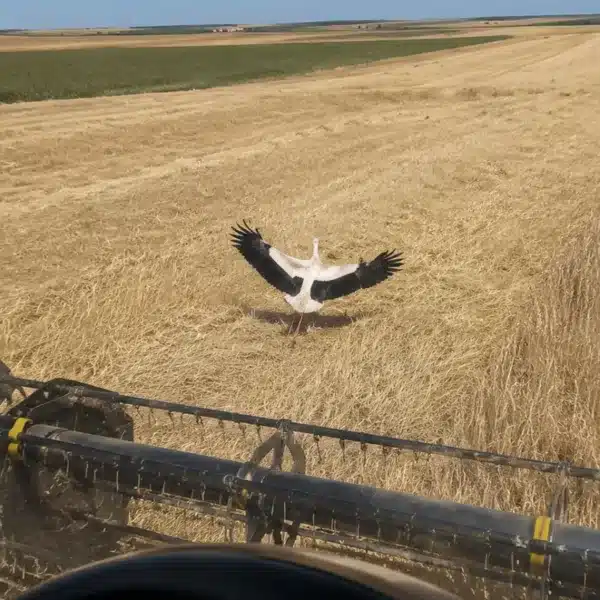 Cigüeñas agricultor