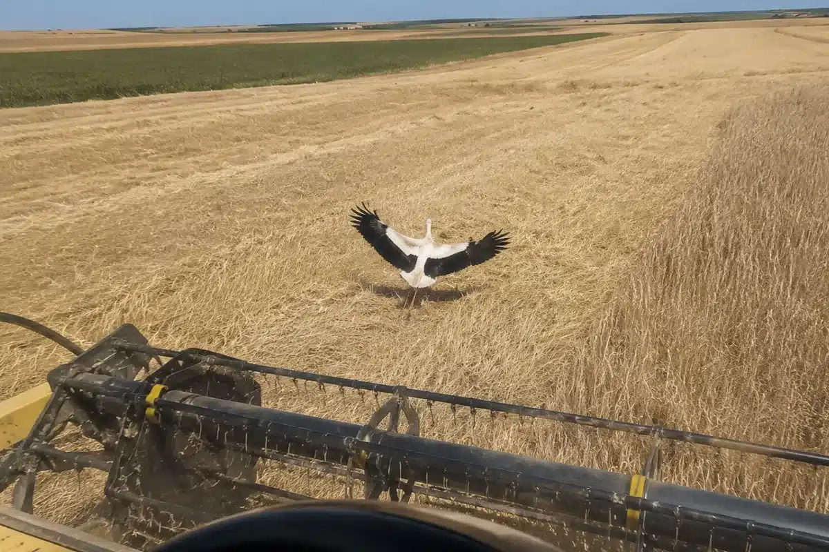 Cigüeñas agricultor