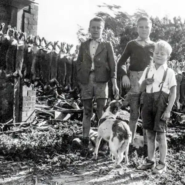 conejos-1950