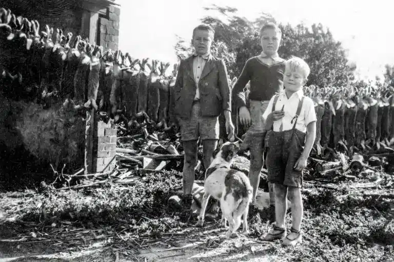 conejos-1950