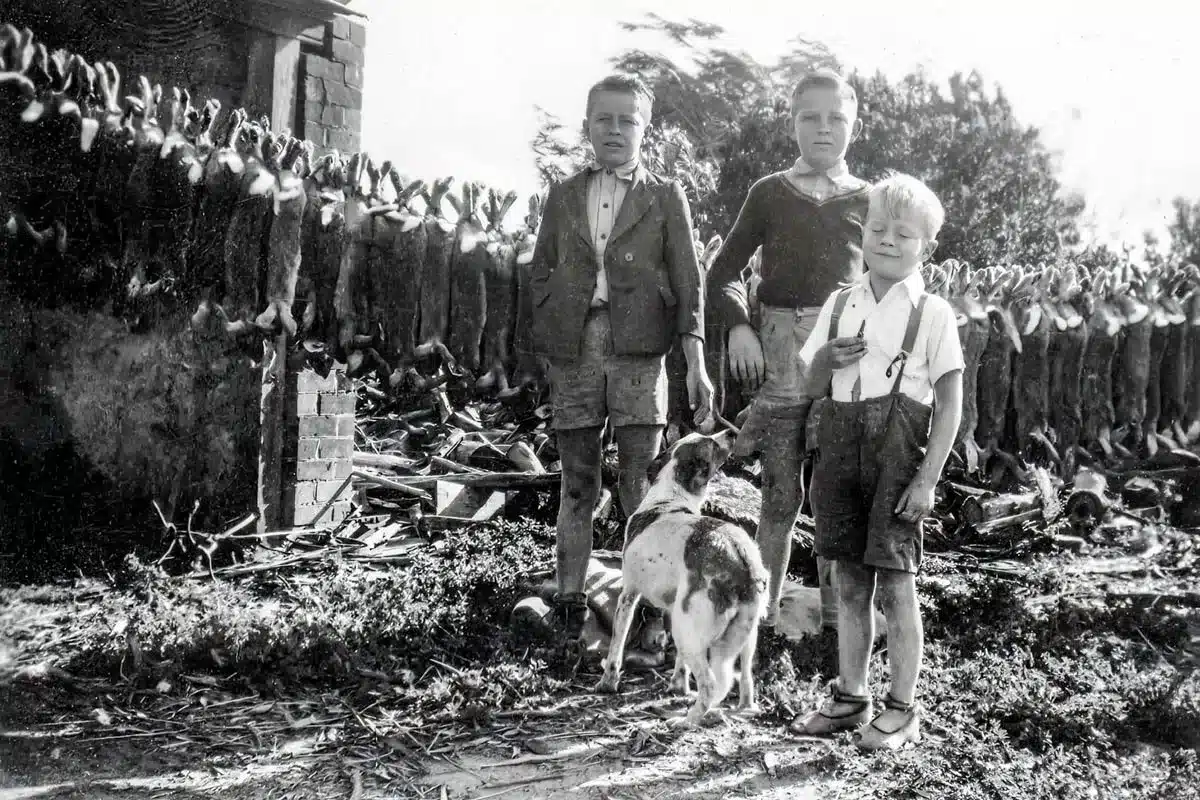 conejos-1950
