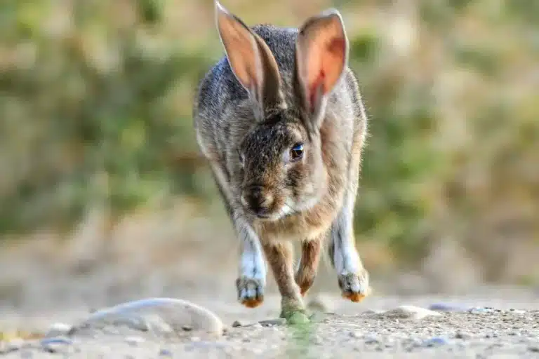 conejos