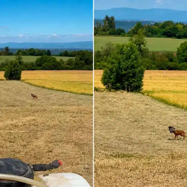 Un agricultor se encuentra con un animal en serios problemas mientras trabajaba con su tractor