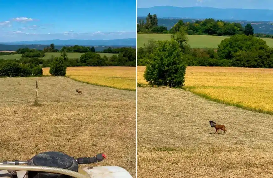 Un agricultor se encuentra con un animal en serios problemas mientras trabajaba con su tractor