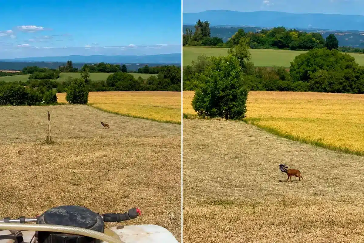 Un agricultor se encuentra con un animal en serios problemas mientras trabajaba con su tractor