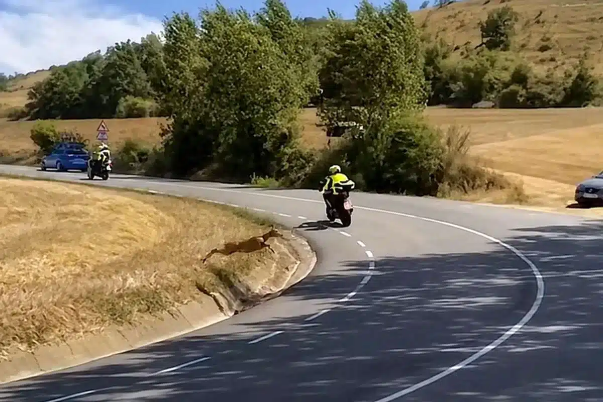 Un corzo salta a una carretera.