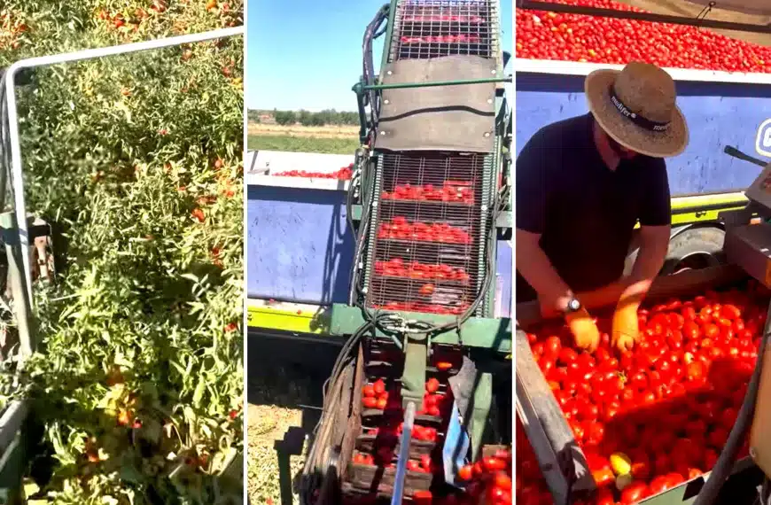 cosechadora de tomates