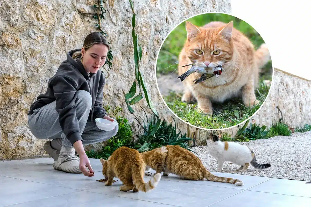 Una mujer alimenta a una colonia felina.