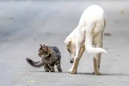 Gato callejero junto a un perro.