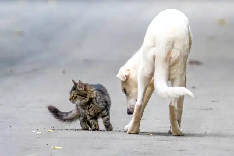 Gato callejero junto a un perro.