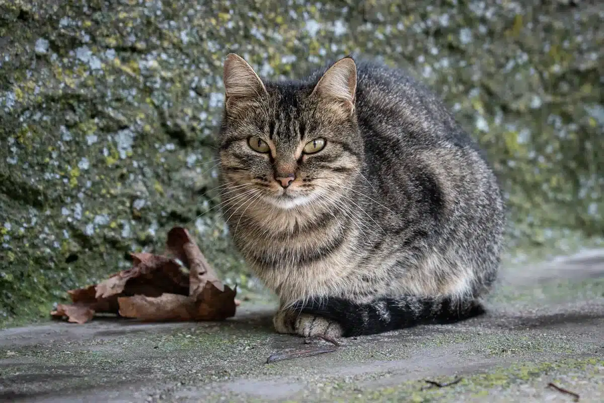 Gato callejero.