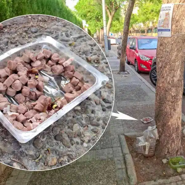 Imagen de una calle de Málaga en la que las avispas asiáticas comen el alimento para gatos.