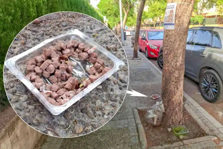 Imagen de una calle de Málaga en la que las avispas asiáticas comen el alimento para gatos.