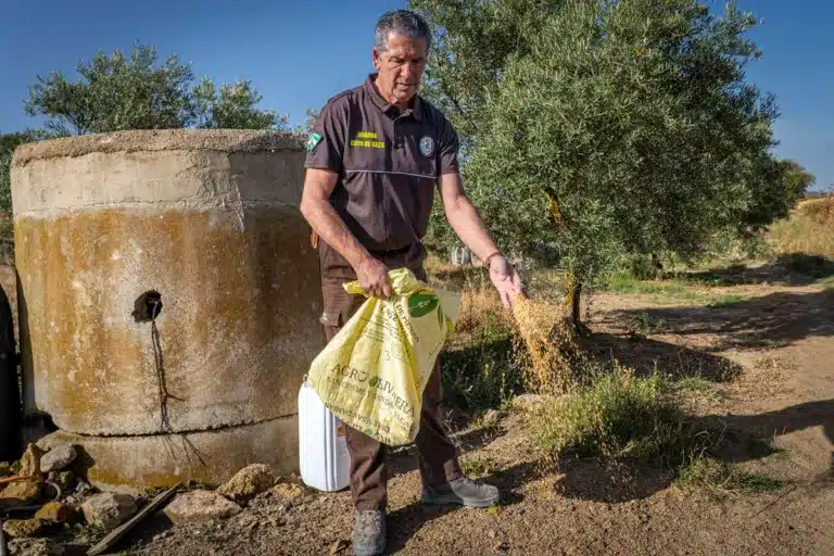 Un guarda de coto de caza echa alimento a los animales.
