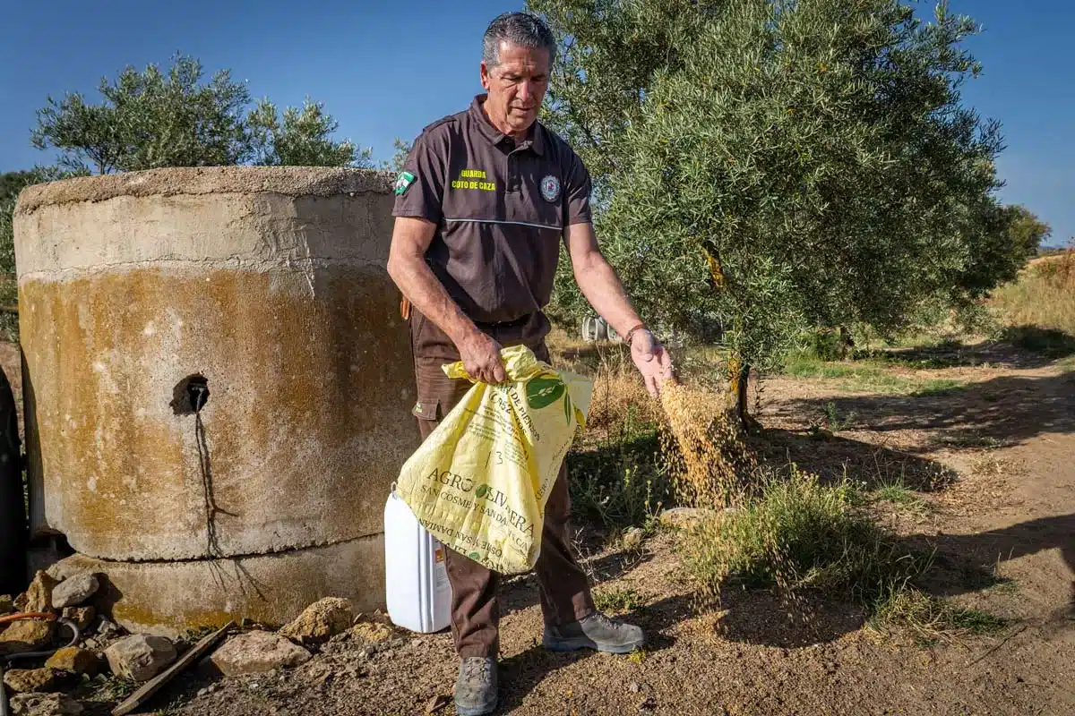 Un guarda de coto de caza echa alimento a los animales.